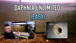 How I Raise Daphnia Water Fleas And You Can Too [upl. by Whitaker]