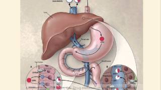 Pharmacokinetic Interactions How They Work [upl. by Derrek]