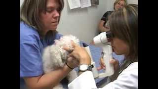 Dog Cataract Surgery What to Expect  MedVet [upl. by Asilram113]