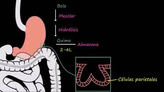 Estómago  Fisiología del sistema gastrointestinal  Khan Academy en Español [upl. by Oz658]