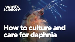 Caring and Culturing for Daphnia [upl. by Fondea]