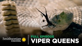 Viper Queens 👑 Bad Attitudes amp Long Fangs 🐍 FULL EPISODE  Smithsonian Channel [upl. by Aehcim]