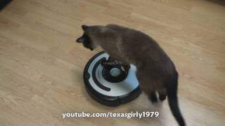 Cat shows HOW TO use iRobot Roomba Vacuum [upl. by Enelrae]