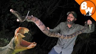 Fangs of the Largest Pit Viper Snake [upl. by Aniarrol259]