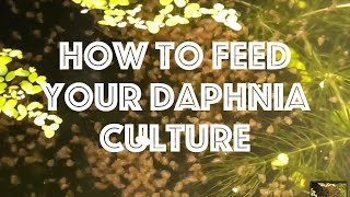 How To Feed Your Daphnia Culture [upl. by Artenal]