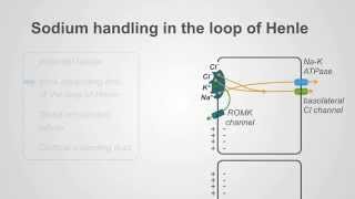 Loop Diuretics Mechanism amp Clinical Use [upl. by Merola]