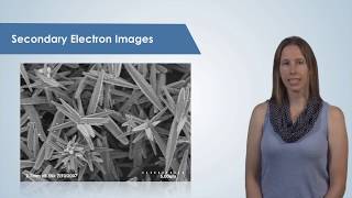 Introduction to the Scanning Electron Microscope SEM [upl. by Fifine]