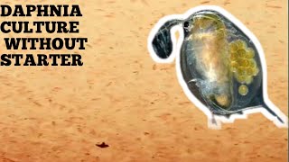 HOW TO CULTURE DAPHNIA NATURALLY WITHOUT A STARTER [upl. by Aloiv]