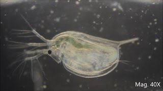 Daphnia magna under the Microscope [upl. by Midian217]