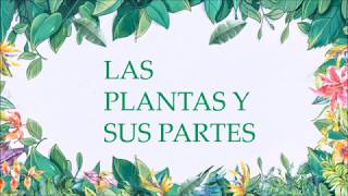 16 PLANTAS de SOL ☀️ FLORES para EXTERIORES [upl. by Cookie]