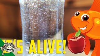 How to culture Vinegar Eels The EASY Way Live Fish Food [upl. by Oiramd]