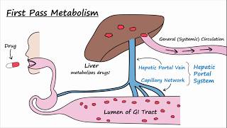 Bioavailability and First Pass Metabolism [upl. by Retswerb]