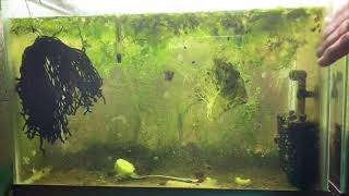 Scuds Daphnia Cherry Shrimp Copepods My aquatic food culture [upl. by Alaik]