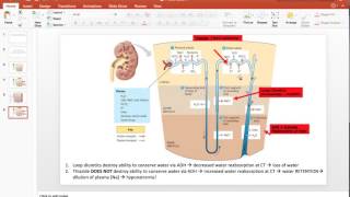 Hyponatremia  Thiazide and Furosemide Loop Diuretics [upl. by Ajnat]