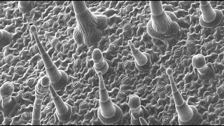 The History of Microscopy [upl. by Salkin]