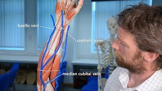 Veins of the upper limb [upl. by Peregrine]