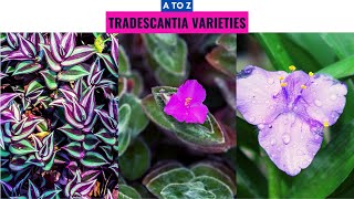 Tradescantia Varieties A to Z [upl. by Enytsirhc]