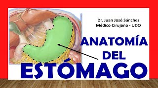 🥇 Anatomía del ESTÓMAGO Fácil Rápida y Sencilla [upl. by Aninnaig894]