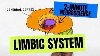 2Minute Neuroscience Limbic System [upl. by Kendell]