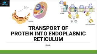 Transport of Protein In Endoplasmic Reticulum [upl. by Luhe556]