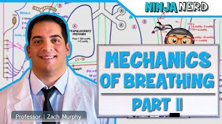 Respiratory  Mechanics of Breathing Inspiration  Part 2 [upl. by Enoval648]