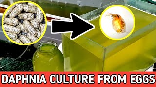 HOW TO HATCH DAPHNIA EGGS  HOW TO CULTURE DAPHNIA [upl. by Eehtomit]