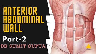 ANTERIOR ABDOMINAL WALL Part2 [upl. by Dyke380]