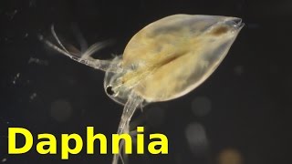 Daphnia [upl. by Parent]