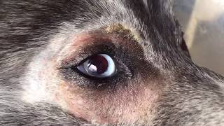 Dog Cataracts surgery  recovery [upl. by Aroled]