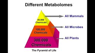 Introduction to Metabolomics [upl. by Grata]