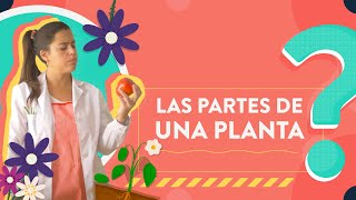 Clasificación de las plantas  Camaleón [upl. by Nahoj]