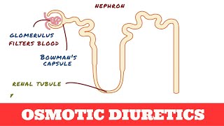 Osmotic Diuretics  Mannitol [upl. by Nylzor]