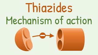 Thiazides mechanism of action [upl. by Esilehs881]