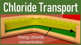 13 Chloride Transport in tubular processing [upl. by Eissirc833]