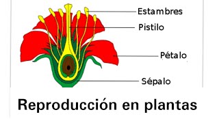 ¿Cuál fue la primera planta [upl. by Adnoved716]