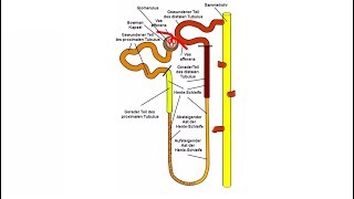 Anatomie Niere Teil 33 Tubulus I Medlifecrisis [upl. by Joon981]