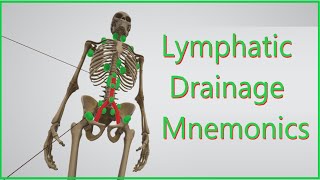 Lymphatic Drainage Mnemonics [upl. by Akema]