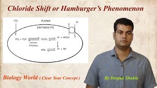 Chloride Shift Hamburgers Phenomenon [upl. by Saraann]