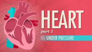 The Heart Part 1  Under Pressure Crash Course Anatomy amp Physiology 25 [upl. by Wardle]