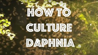 How To Culture Daphnia Magna [upl. by Etiuqal604]