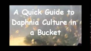 How to culture daphnia outside [upl. by Nytsua]