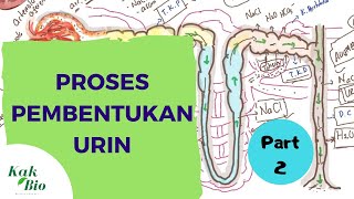 Proses Pembentukan Urin  Lengkap Part 2 Filtrasi Reabsobrsi dan Augmentasi [upl. by Notecnirp]