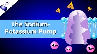 The SodiumPotassium Pump [upl. by Nibot]