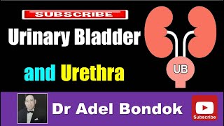 Urinary Bladder and Urethra Dr Adel Bondok [upl. by Valerian814]