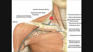 Venous Drainage of the Upper Extremities [upl. by Inneg]