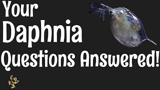 Daphnia Questions Answered [upl. by Keiko]