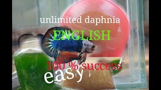 daphnia moina culture Easy way Unlimited production English  with sub Green water Chlorella [upl. by Ilrac]