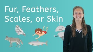 Lets Explore Fur Feathers Scales or Skin  Science for Kids [upl. by Tomkin]