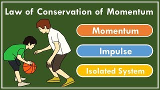 The Law of Conservation of Momentum  Physics [upl. by Enitsirt]