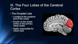 Introduction to the Cerebral Cortex [upl. by Reni]